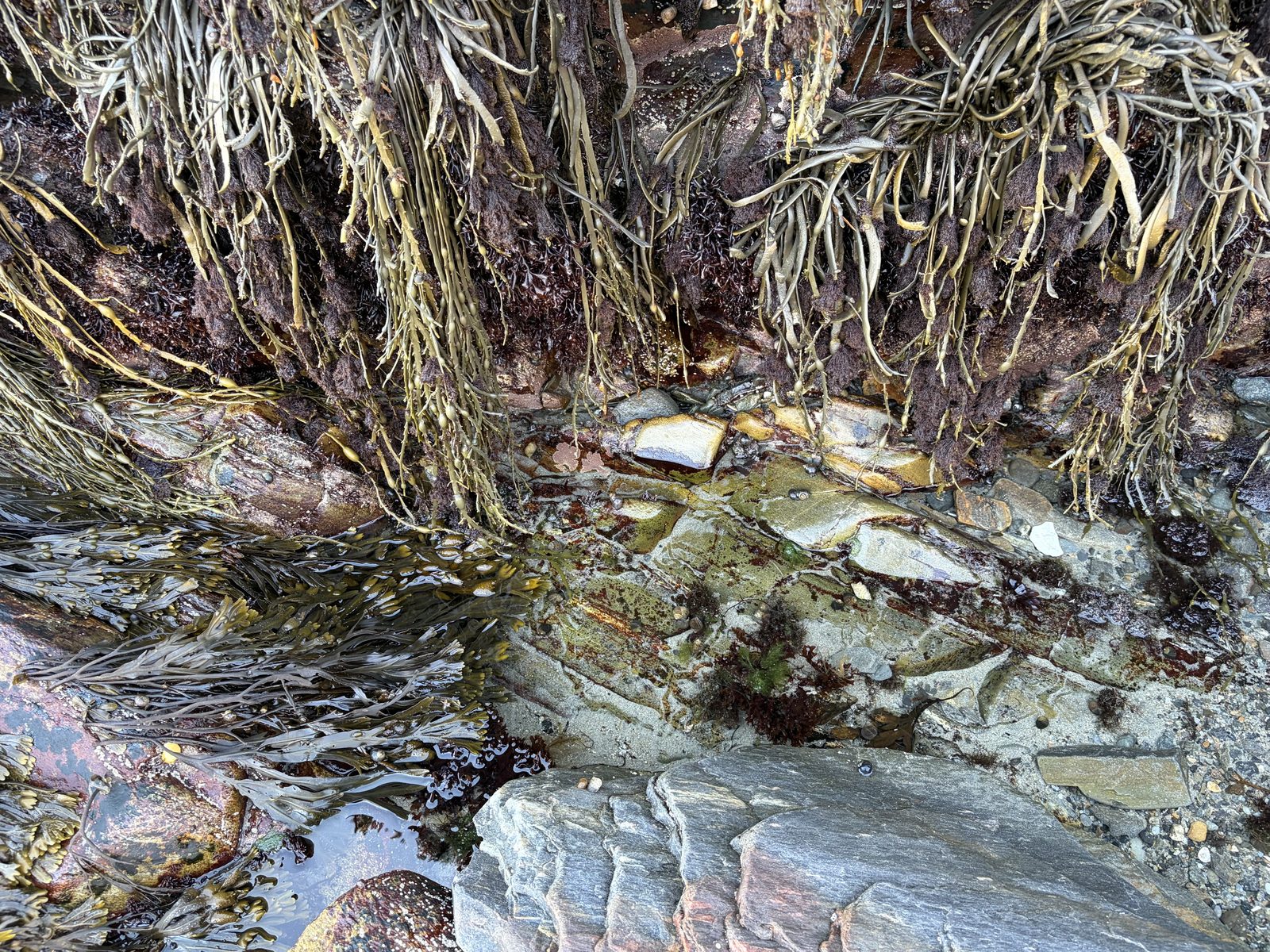 Rocky intertidal