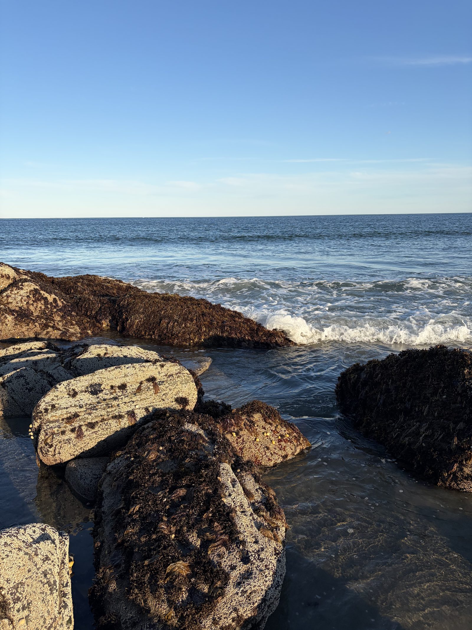 Intertidal zone — seaweed and tidepool