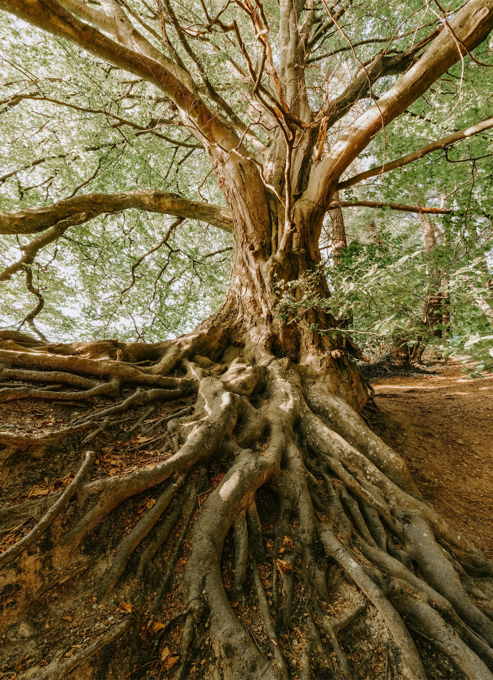 Tree with sprawling exposed roots