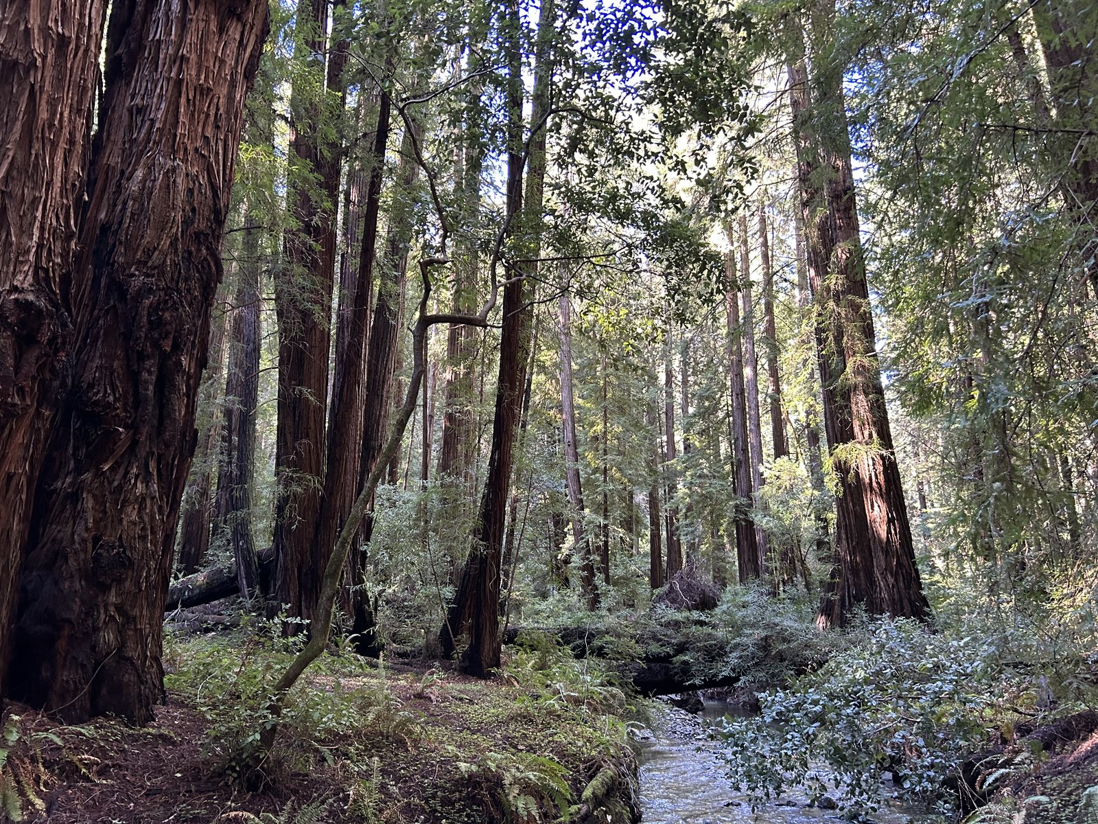 Sunlight through a redwood forest
