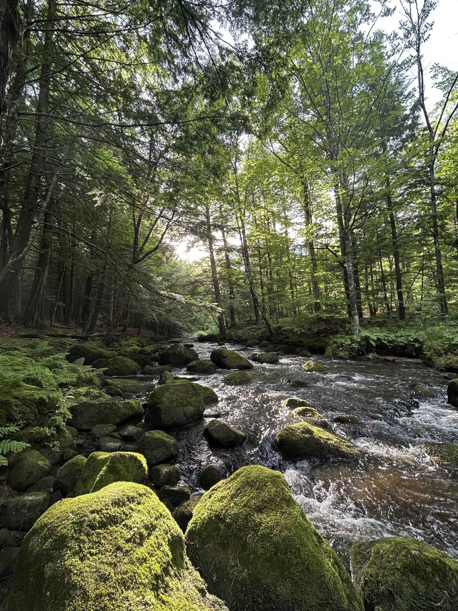 A river winding through mossy forest