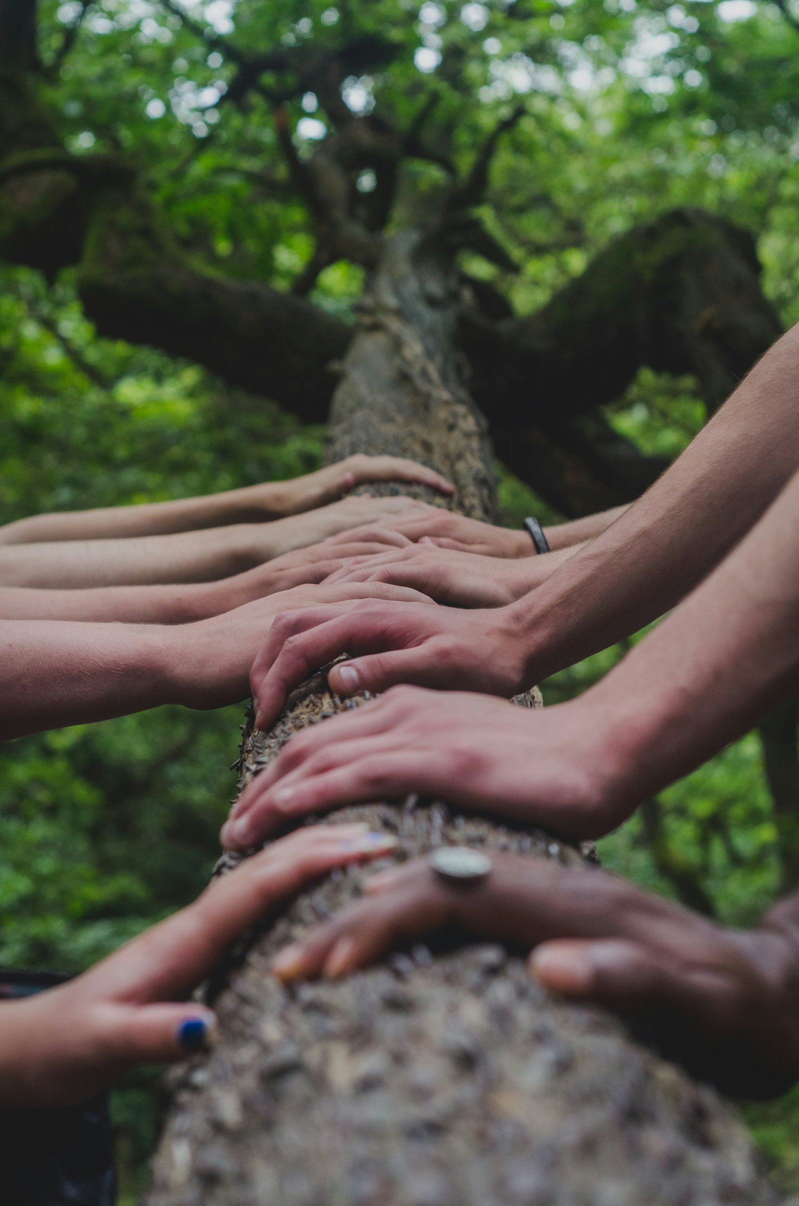 Hands joined on a tree branch — collaboration
